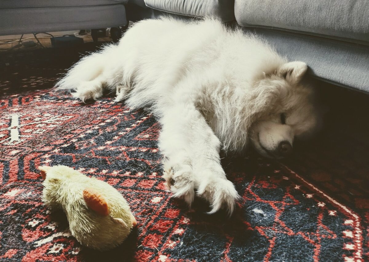 Cute doggo lying on the floor next to his favorite toy